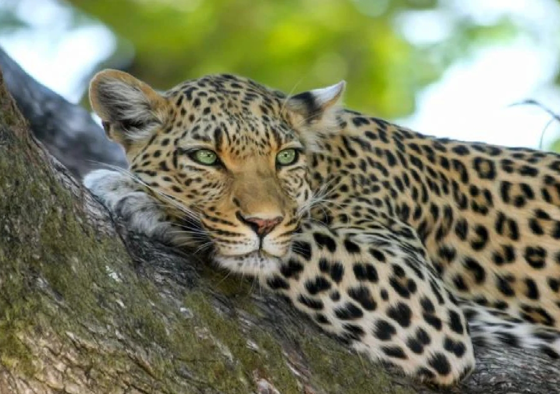 Leopard Sighting Causes Panic in Electronics City, Bengaluru - News Karnataka