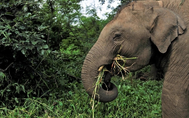 Wild Elephant Wreaks Havoc on Crops in Sullia - News Karnataka