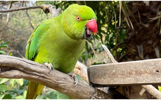 Veterinary Doctors Save Parrot's Life with Tumor Surgery in Madhya Pradesh - News Karnataka
