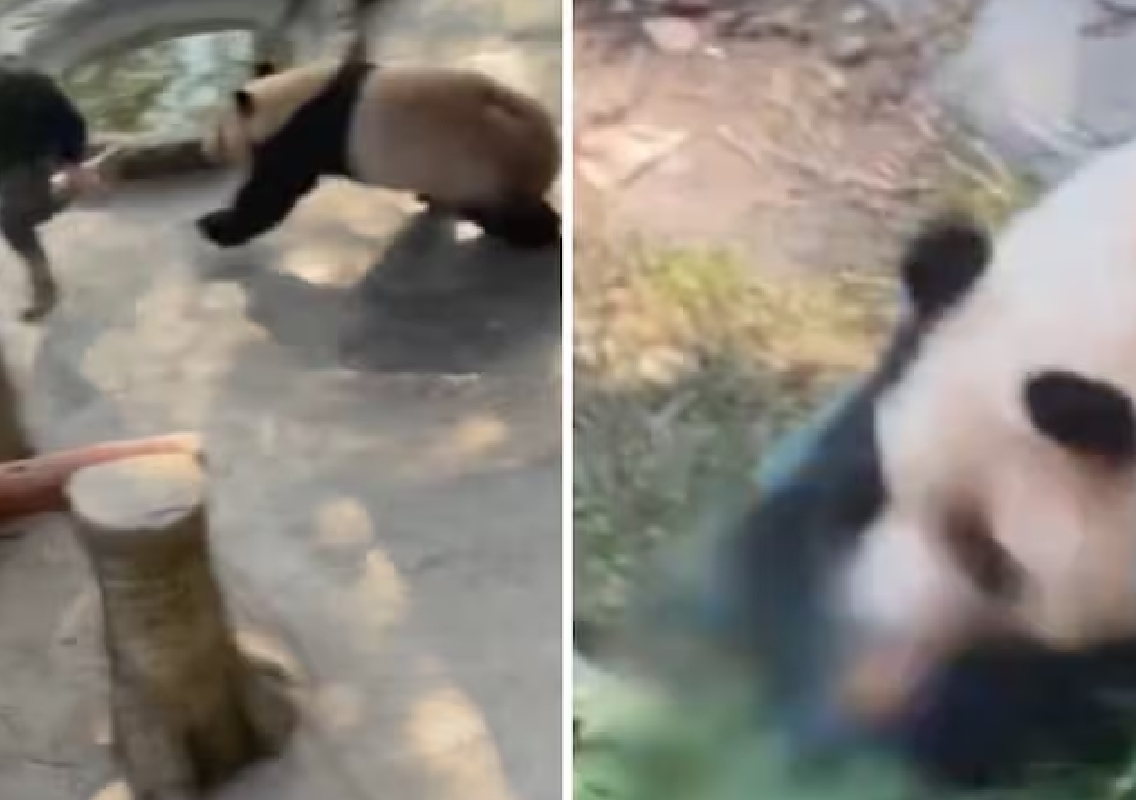 Panda at Chongqing Zoo Attacks Zookeeper in Viral Video - News Karnataka
