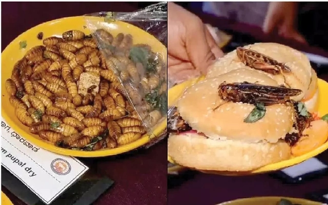 Krishi Mela's Insect Exhibition Draws Large Crowds, Highlights Sustainable Food Practices - News Karnataka