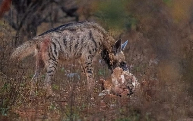 Plans for Karnataka's First Striped Hyena Sanctuary in Belagavi Underway - News Karnataka