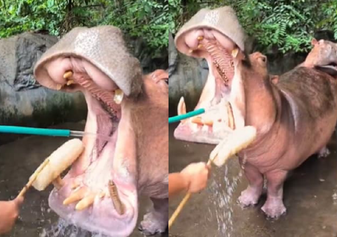 Viral Video Shows Man Calmly Cleaning a Hippo’s Teeth, Stuns Internet - News Karnataka