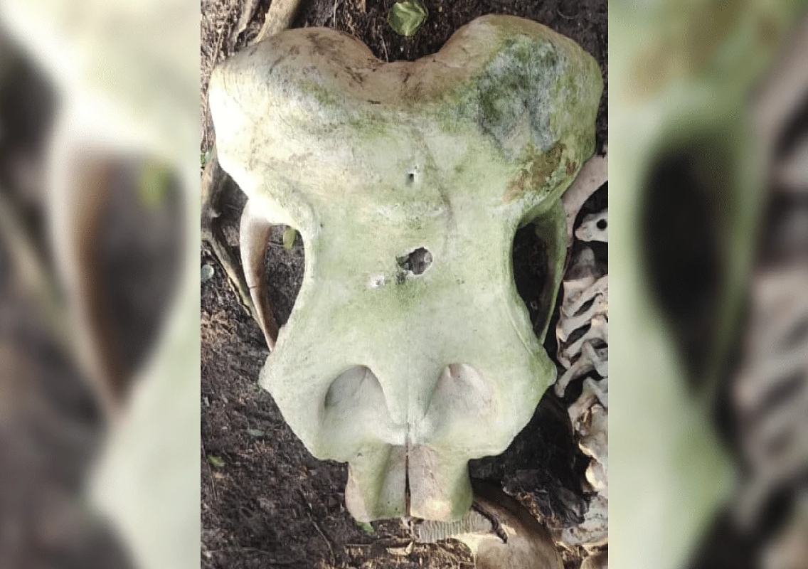 Elephant Carcass Found in Bhadra Sanctuary, Investigation Underway - News Karnataka