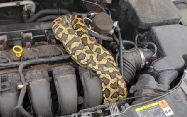 Large Python Found in Car Bonnet Causes Panic in Konnki Village - News Karnataka