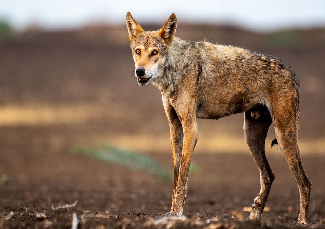Karnataka’s Bankapur Wolf Sanctuary Faces Challenges Amid Conservation Success - News Karnataka