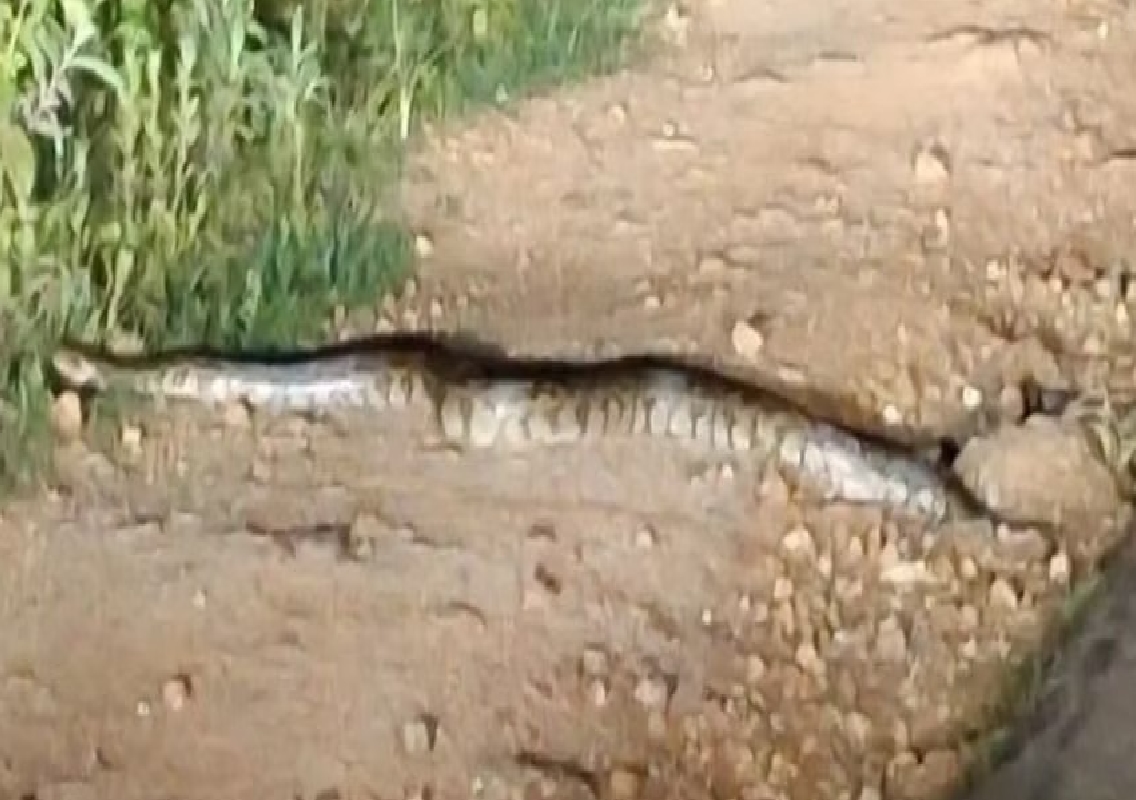 Python Crosses Road in Hosahalli, Doddaballapura - News Karnataka