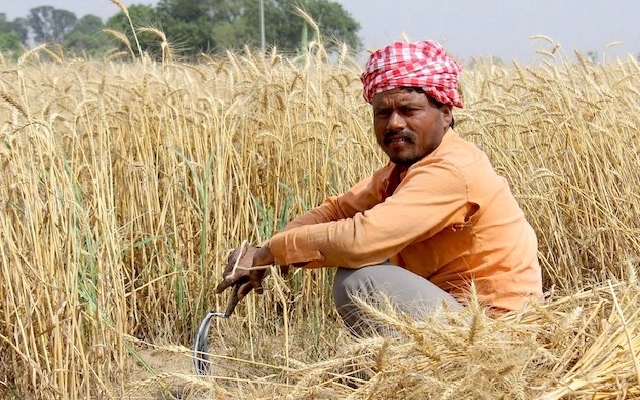 Farmers Alarmed as Paddy Prices Plummet Ahead of Harvest - News Karnataka