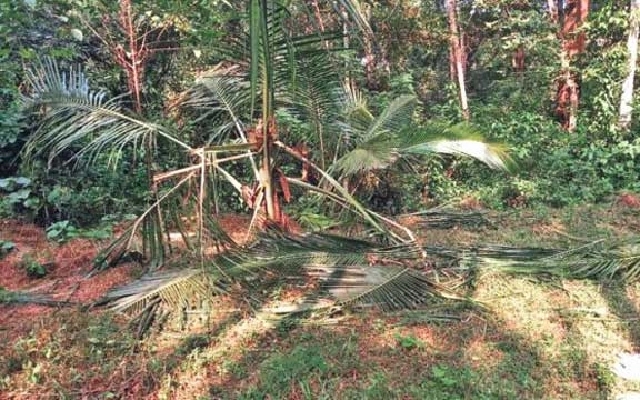 Wild Elephant Destroys Crops in Kanakamajalu Village - News Karnataka