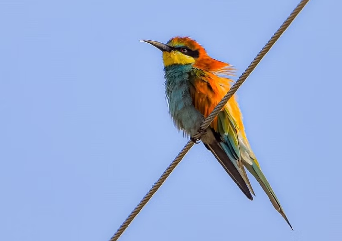 Bird restaurants bloom in villages to shield sparrows, strays from summer heat - News Karnataka