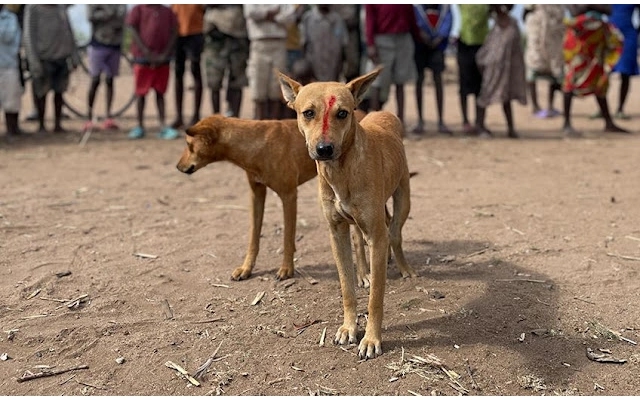 Villagers in Gadag District Fear Rabies Amid Stray Dog Attacks - News Karnataka