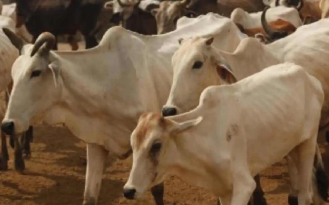 Belthangady: Police Arrest Four for Illegal Cattle Transport - News Karnataka