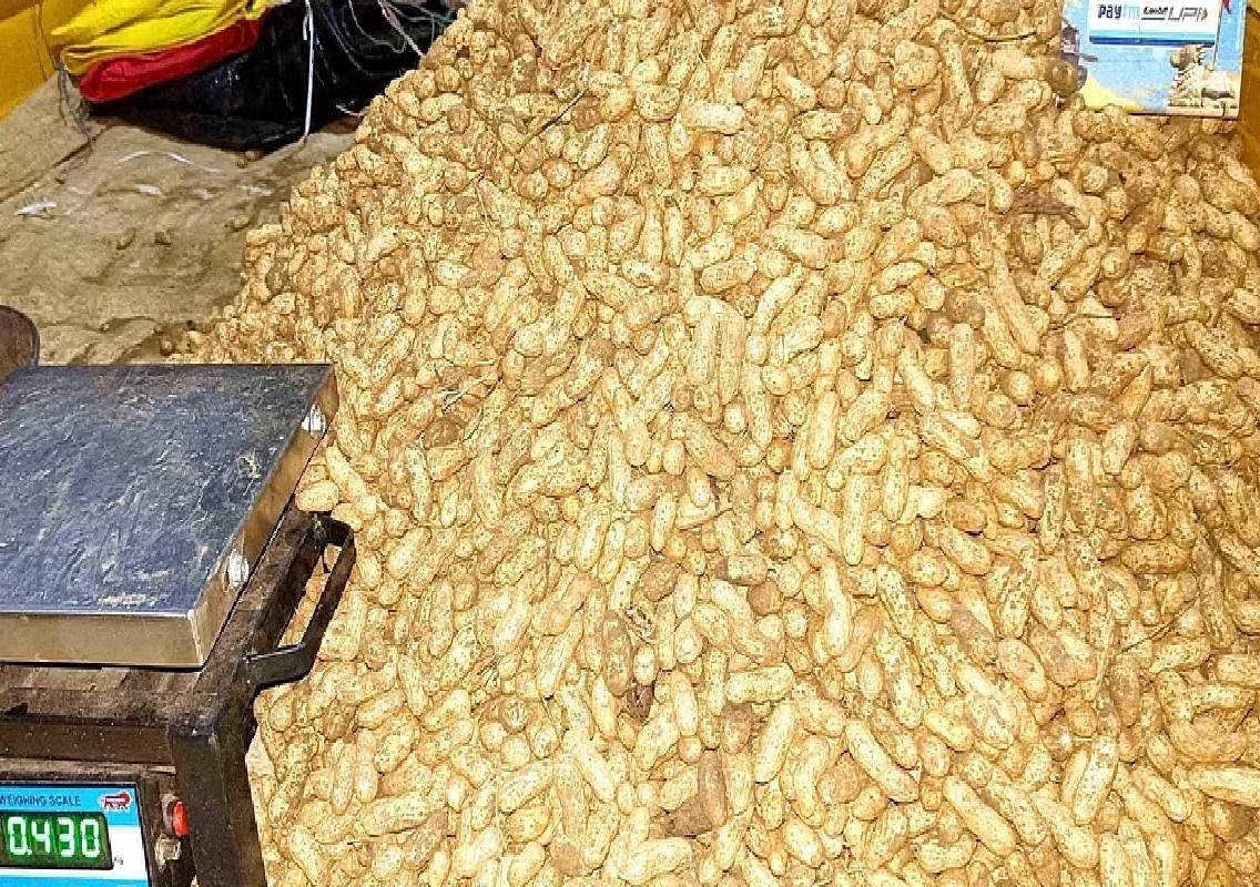 Groundnut Prices Soar by ₹120 per kg in Vijayapura Due to Poor Rainfall - News Karnataka