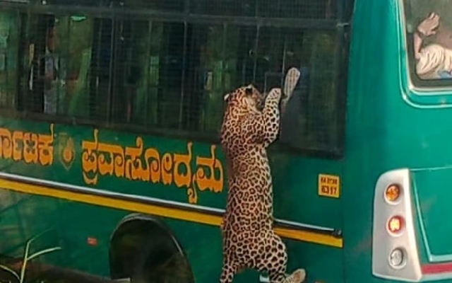 Leopard Leaps at Safari Bus, Thrills Tourists in Bannerghatta - News Karnataka