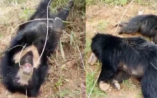 Tragic Incident: Three Bears Electrocute in Hassan District - News Karnataka