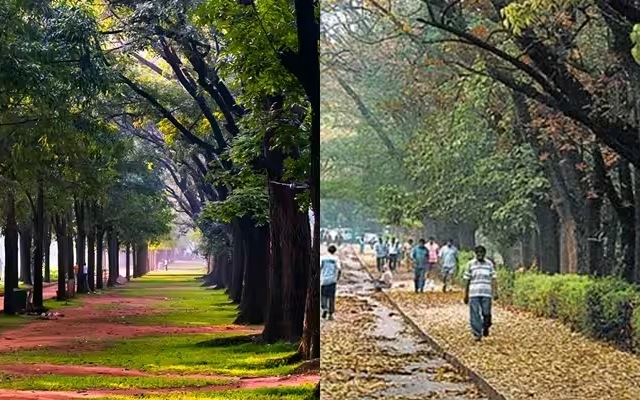 New Green Space in Bengaluru: Salumarada Thimmakka Garden Planned - News Karnataka