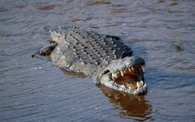 Farmer Loses Arm to Crocodile Attack but Survives Thanks to His Ox - News Karnataka