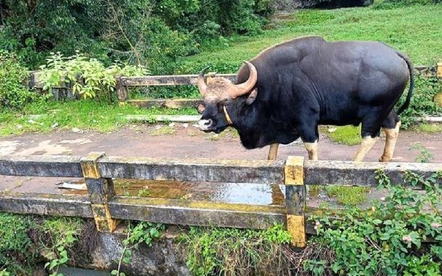 Forest Officials Bust Illegal Gaur Poaching Operation in Nidle - News Karnataka