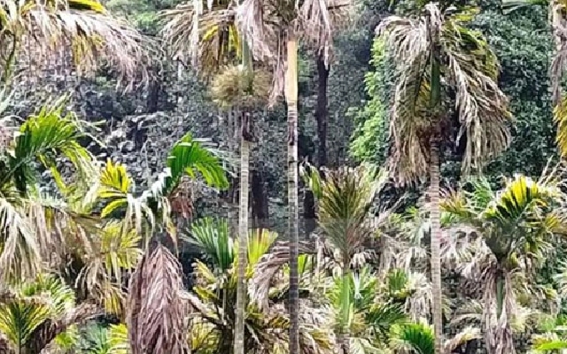 Crohn’s Root Rot Hits Areca Nut Plantations in Karkala, Farmers Face Losses - News Karnataka