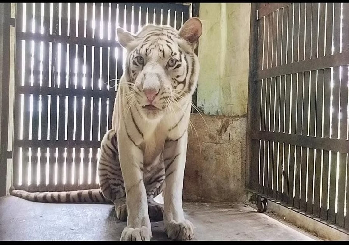 Bannerghatta Biological Park Welcomes Endangered Species via Exchange Programme - News Karnataka