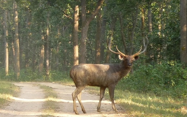 Sambar Deer Meat Seized in Uppinangady After Illegal Hunt - News Karnataka