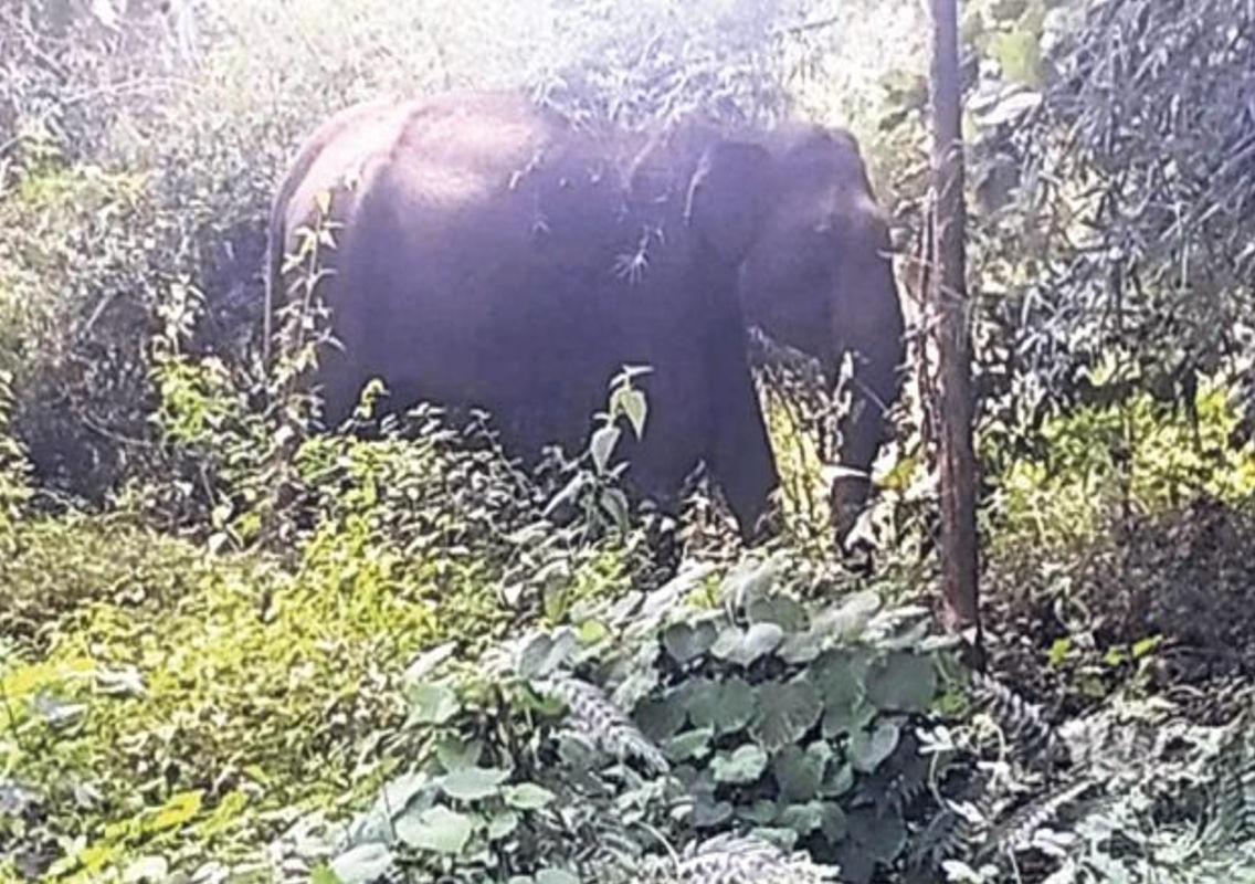 Elephant Sighting Causes Commotion in Bendebetta Village, Madikeri - News Karnataka
