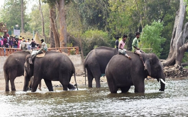 New Elephant Camp to Address Human-Elephant Conflict in Chikkamagaluru - News Karnataka