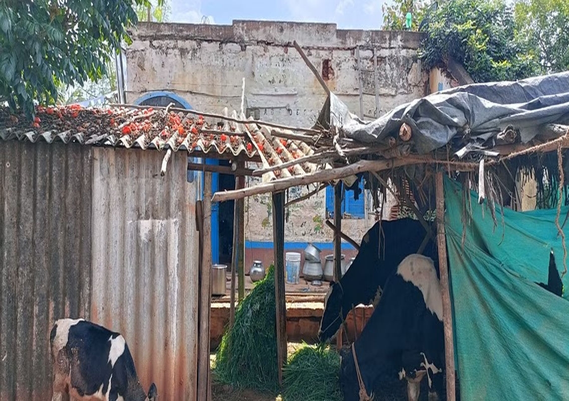 Dilapidated School Transformed into Cattle Shed: Chennigarayapura’s Education Crisis - News Karnataka