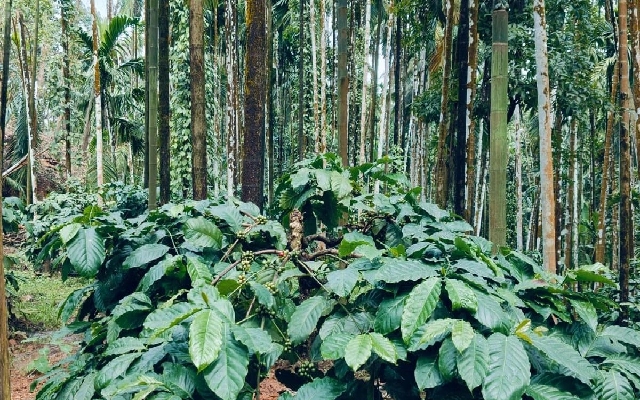 Coffee Cultivation in Dakshina Kannada Under Review - News Karnataka