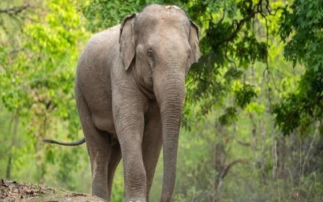 Shortage of Female Elephants in Kodagu District Causes Male Conflicts - News Karnataka
