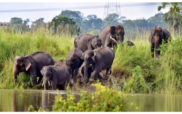 Elephant Raids in Shivamogga Disrupt Farmers' Lives - News Karnataka