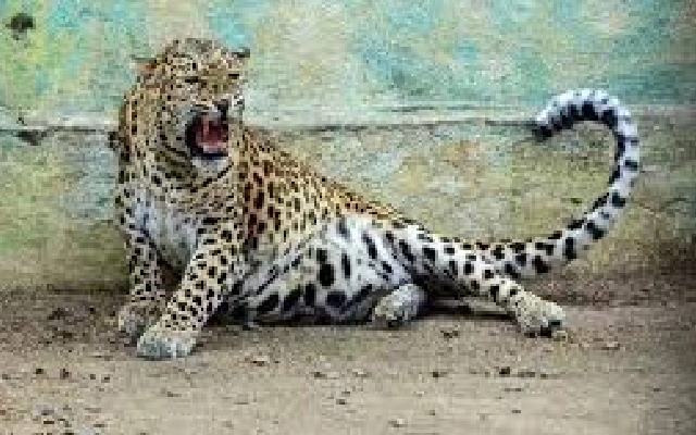 Bengaluru Residents Urge Capture of Leopard After Viral Sighting Video - News Karnataka