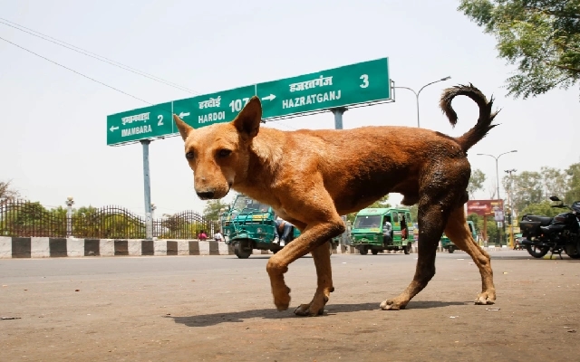 Stray Animals Create Safety Concerns at Victoria Hospital in Bengaluru - News Karnataka