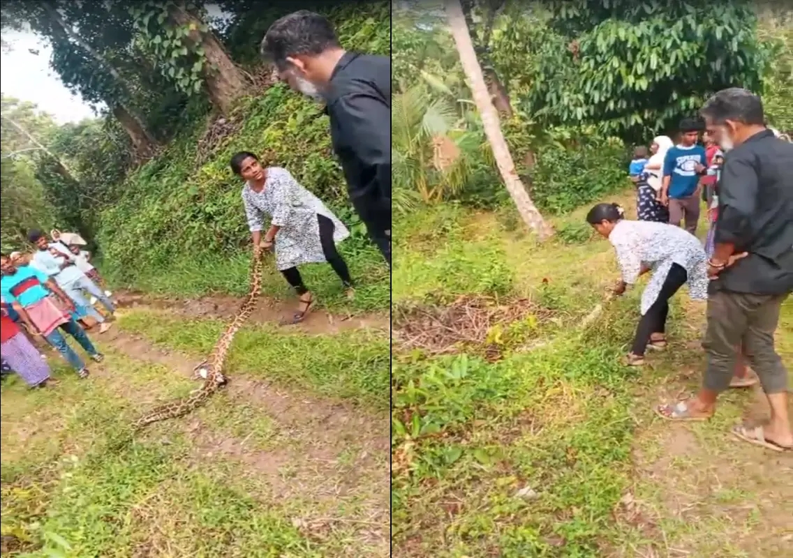 Puttur Woman's Brave Act of Capturing Python Goes Viral - News Karnataka