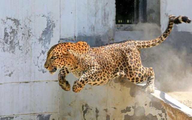 Leopard Attack in Elathur Leaves Villagers in Fear, Calls for Capture Rise - News Karnataka