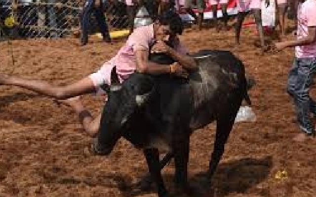 Tragedy at Bull-Taming Event in Mundgod as Spectator is Fatally Gored - News Karnataka