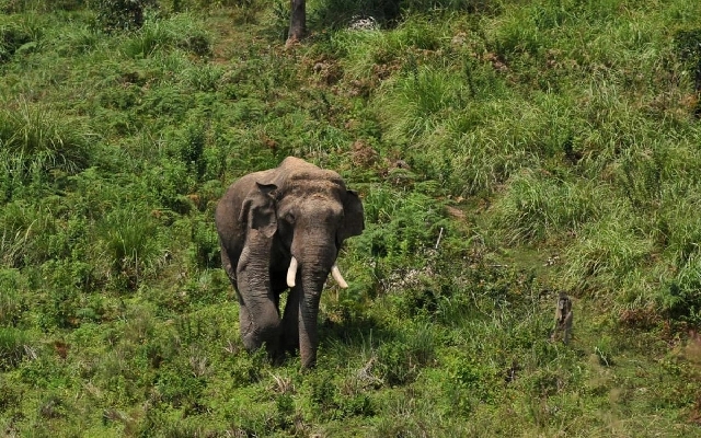 Farmers Protest Against Elephant Raids in Shivamogga, Urge Immediate Action - News Karnataka