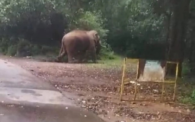 Elephant Spotted on NH 166 Causes Brief Panic Among Travelers - News Karnataka