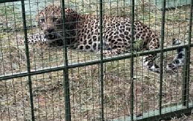Forest Department Sets Cage to Capture Leopard Near Kinnigoli After Recent Attack - News Karnataka