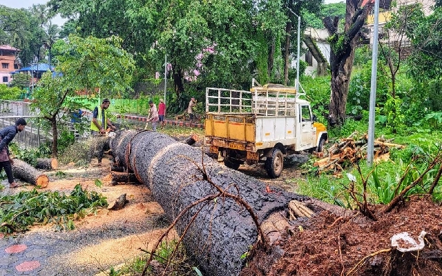 Mass Tree Felling Sparks Outcry Near Moodushedde Golf Course - News Karnataka