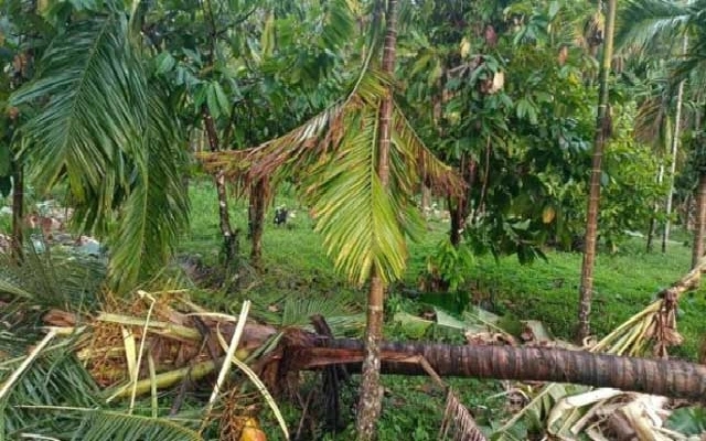 Tusker Causes Havoc in Uttara Kannada Village, Damages Crops - News Karnataka
