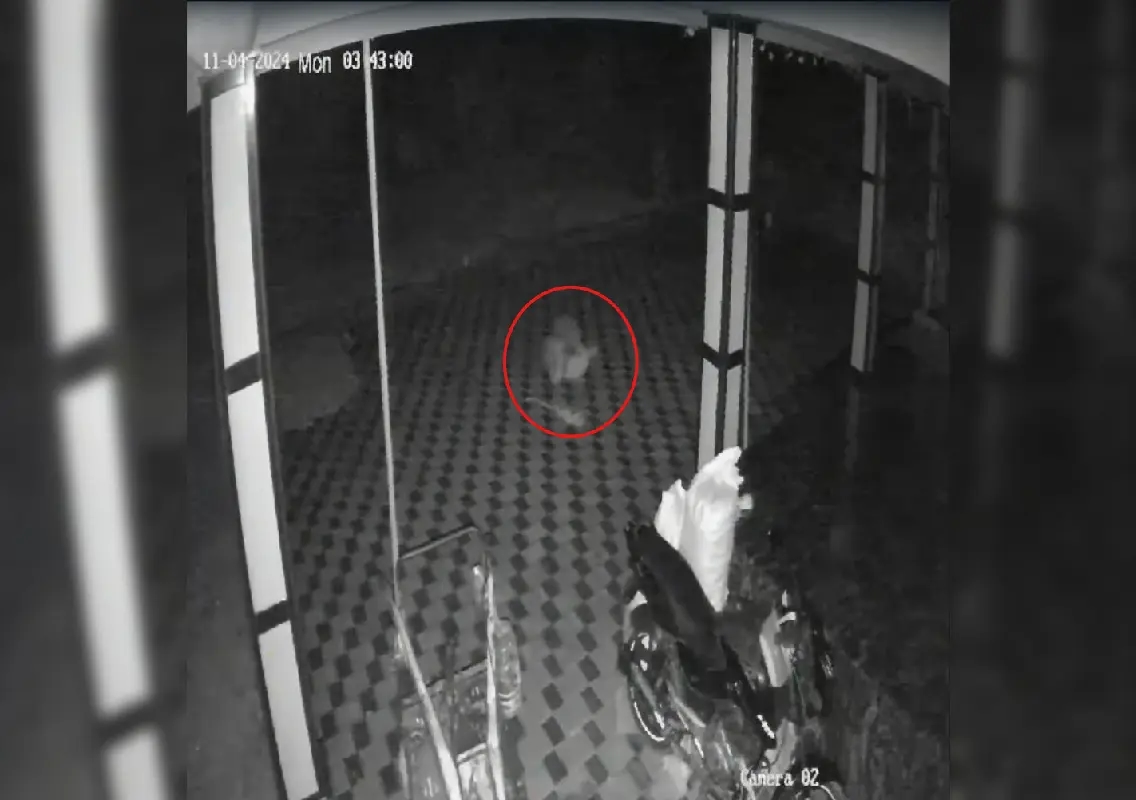 Leopard snatches sleeping dog from courtyard in Udupi, captured on CCTV - News Karnataka