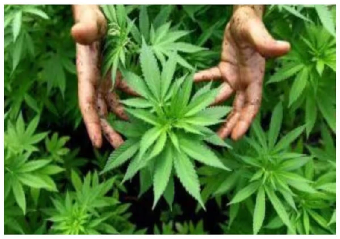 Couple Arrested for Growing Decorative Cannabis at Home, Released on Bail - News Karnataka