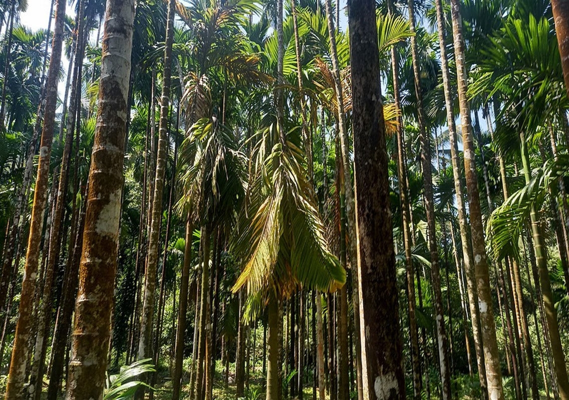 Farmers Struggling with Severe Crop Damage Due to Wildlife, Disease, and Unfavourable Weather - News Karnataka