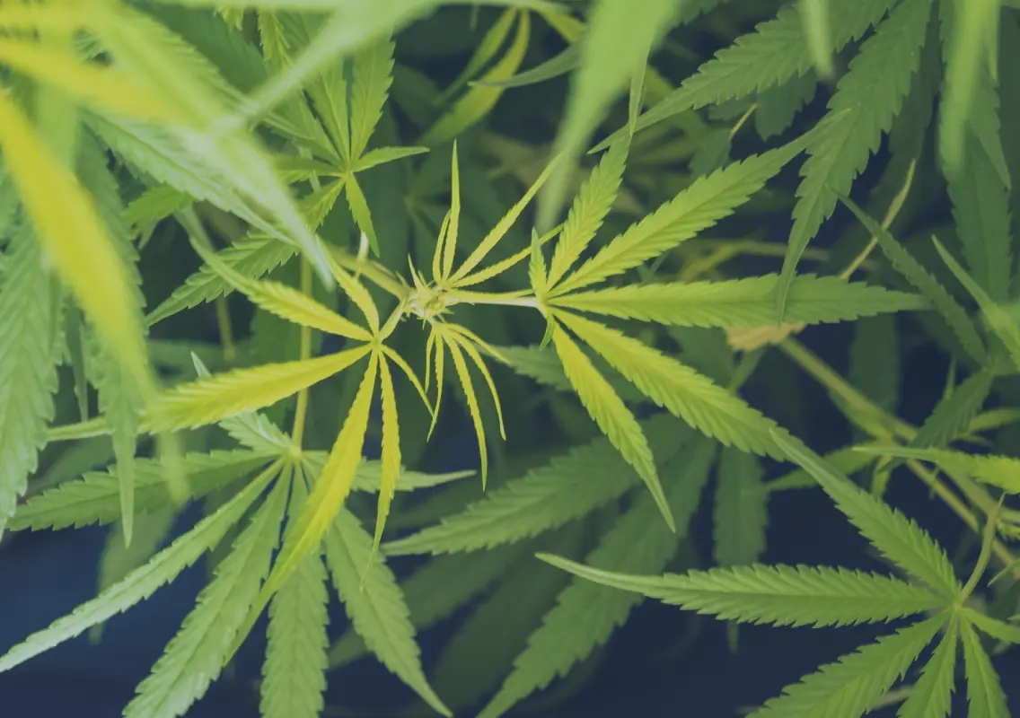Bengaluru couple arrested after showcasing cannabis cultivation on social media - News Karnataka