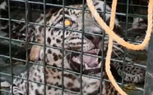 Leopard Spotted Near Mangaluru Airport, Search Operation Launched - News Karnataka
