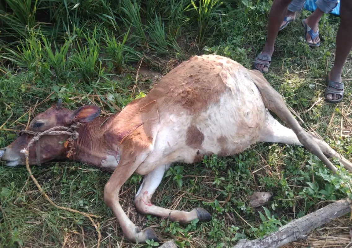 Tiger kills cow tied to shed in Mysuru; farmer escapes unharmed - News Karnataka