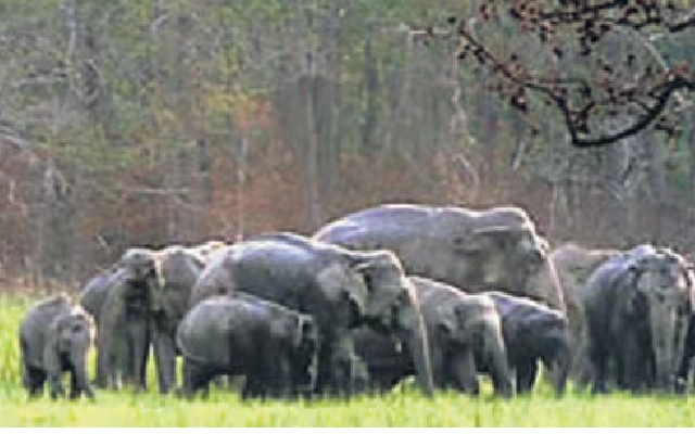 Chikkamagaluru District Imposes Restrictions Due to Wild Elephant Herd Near Residential Areas - News Karnataka
