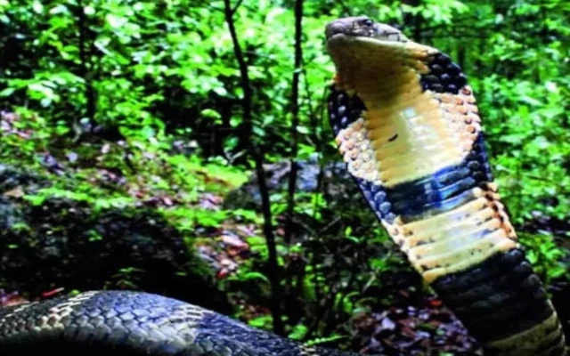 A King Cobra’s Travel to Chennai to Meet a Mate - News Karnataka