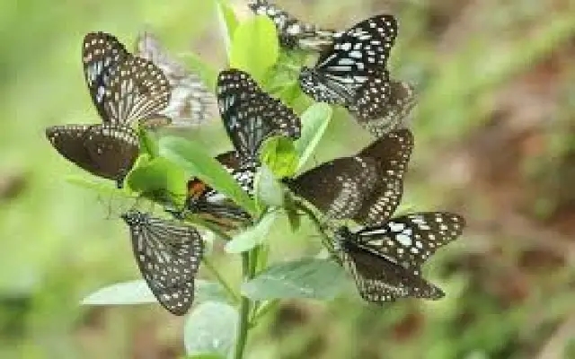 New Butterfly Park in Pilikula to Educate Visitors About Local Wildlife - News Karnataka